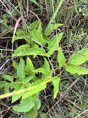 Zizia aurea