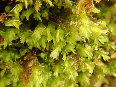 Plagiochila bifaria