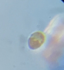 Miozoa