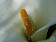 Zantedeschia
