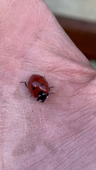 Coccinella septempunctata