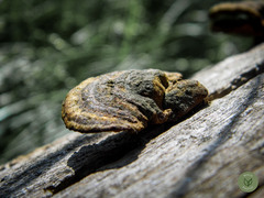 Truncospora ochroleuca