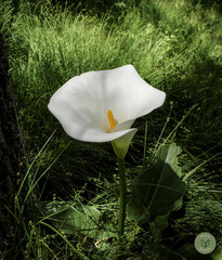 Zantedeschia