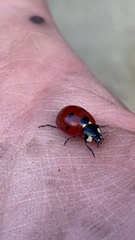 Coccinella septempunctata