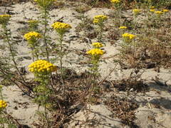 Oncosiphon suffruticosus