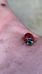 Coccinella septempunctata
