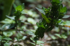 Hemiargus hanno