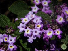 Lantana montevidensis
