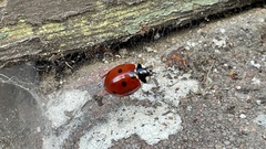 Coccinella septempunctata