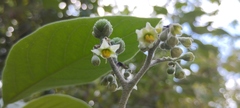 Solanum erianthum
