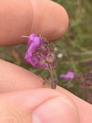 Prostanthera