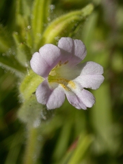 Erythranthe parishii