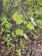 Vitis monticola