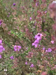 Prostanthera