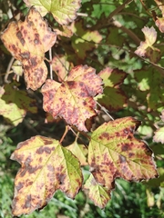 Viburnum