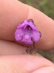 Prostanthera