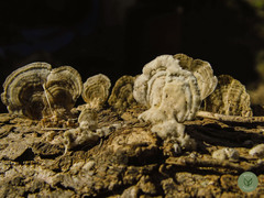 Trametes hirsuta