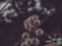 Leptospermum lanigerum