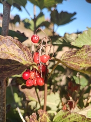 Viburnum