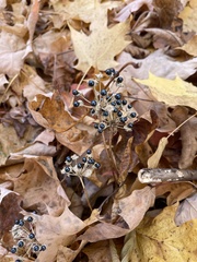 Allium tricoccum