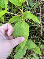 Zizia aurea