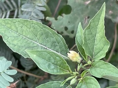 Physalis minima