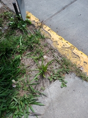 Nothoscordum
