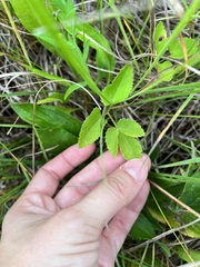 Zizia aurea