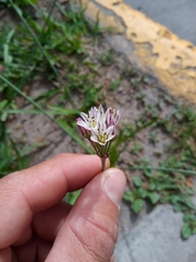 Nothoscordum