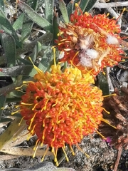 Leucospermum prostratum