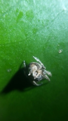 Caerostris sexcuspidata