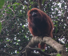 Alouatta guariba
