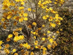 Leysera gnaphalodes