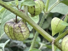 Physalis angulata