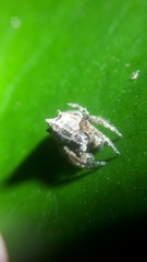 Caerostris sexcuspidata