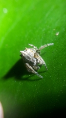 Caerostris sexcuspidata