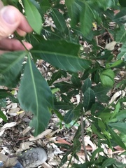 Allophylus natalensis