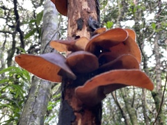 Auricularia heimuer