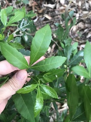 Allophylus natalensis