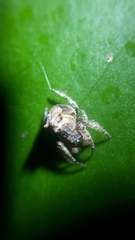 Caerostris sexcuspidata