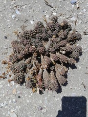 Euphorbia caput-medusae