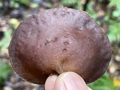 Auricularia heimuer