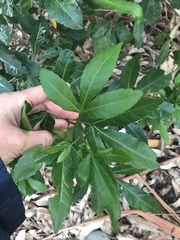 Allophylus natalensis