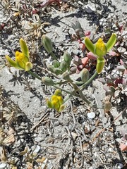 Albuca