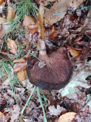 Paxillus rubicundulus