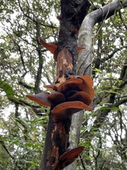 Auricularia heimuer