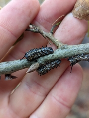 Anisota virginiensis