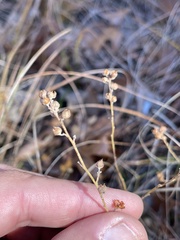 Crocanthemum bicknellii