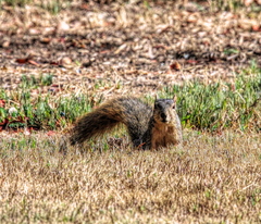 Sciurus niger