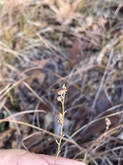 Crocanthemum bicknellii